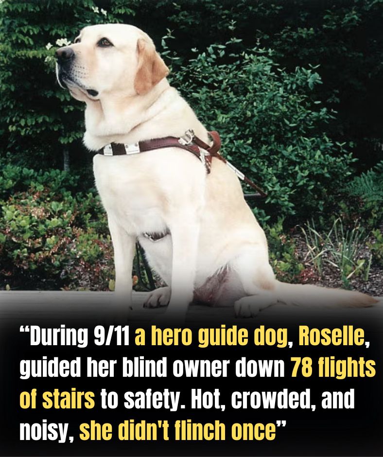 DURING 9/11 A HERO GUIDE DOG, ROSELLE, GUIDED HER BLIND OWNER DOWN 78 FLIGHTS OF STAIRS TO SAFETY. HOT, CROWDED, AND NOISY, SHE DIDN’T FLINCH ONCE.PI