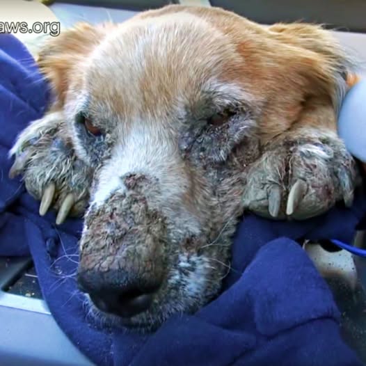 Ojos desesperados y doloridos: El pobre perro con la cara deformada, yaciendo tranquilamente como si pidiera un milagro para seguir viviendo… PI