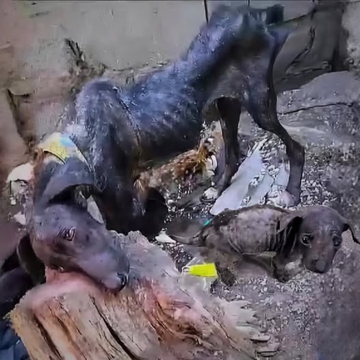 La perra vivió toda su vida en el patio trasero, hambrienta, enferma y sin cuidados — y solo cayó cuando supo que su último cachorro había sido rescatado.PI