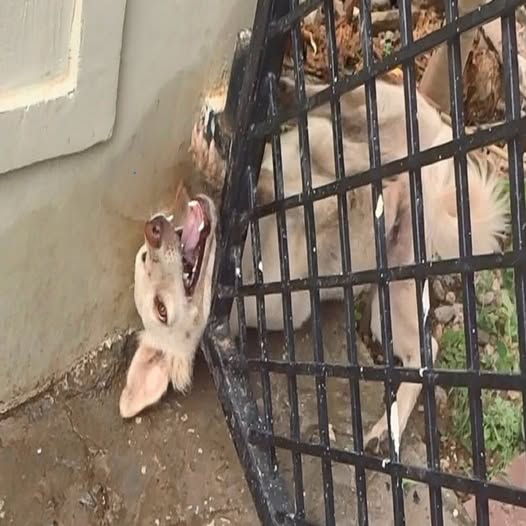 ¡Desgarrador! El perrito estaba atrapado bajo los fríos barrotes de hierro, con la boca abierta de dolor y los ojos desesperados pidiendo a gritos una mano salvadora. PI