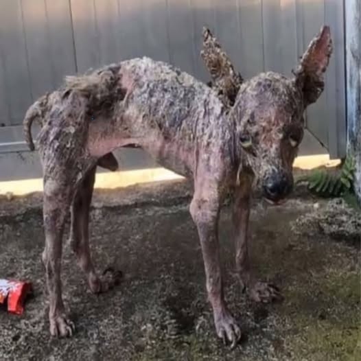 ¡Dolor que lo dejaba sin palabras! El perro estaba casi sin pelo, con la piel ulcerada y sangrante, delgado y tembloroso; sus ojos estaban tristes y desesperados, como si pidiera ayuda en medio de una vida miserable.PI