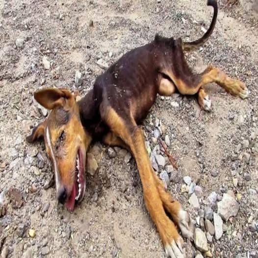 El desgarrador momento: el perro estaba demacrado y moribundo en el suelo seco y lleno de grava; su débil respiración era como un último grito desesperado de ayuda antes de una muerte inminente… PI