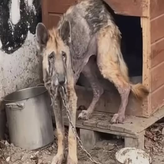 Desgarrador: El perro flaco fue cruelmente encadenado frente a una jaula oscura: ¡sus ojos llorosos parecían estar pidiendo un milagro de liberación!.PI