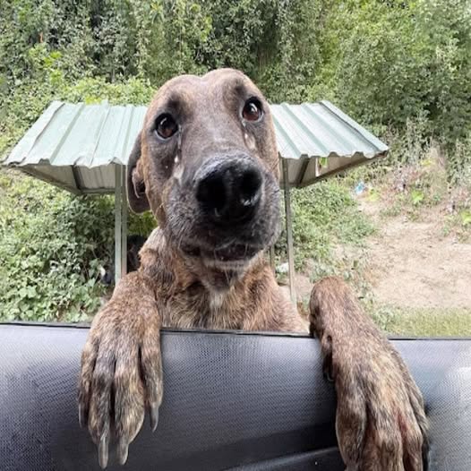 Rescate Heroico: Bea, la Perra, Da a Luz a 10 Cachorros Tras una Intervención que Le Salvó la Vida .Vl