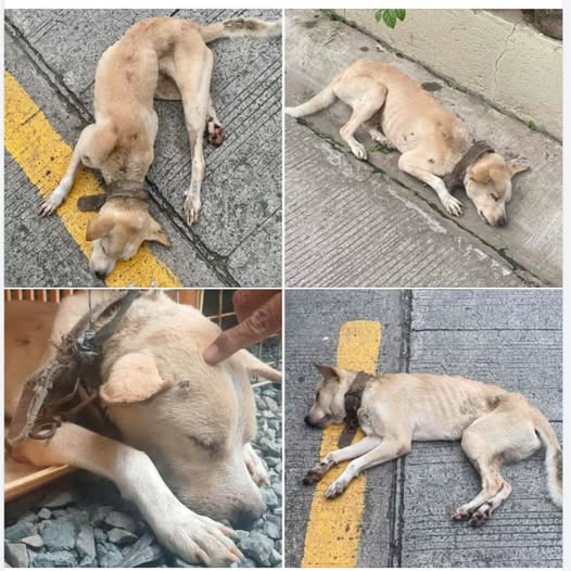 Privacy Policy Sample Page Desgarrador: El perro flaco, con una cadena oxidada alrededor del cuello, yacía retorciéndose al costado del camino como si esperara la muerte con desesperación… PI