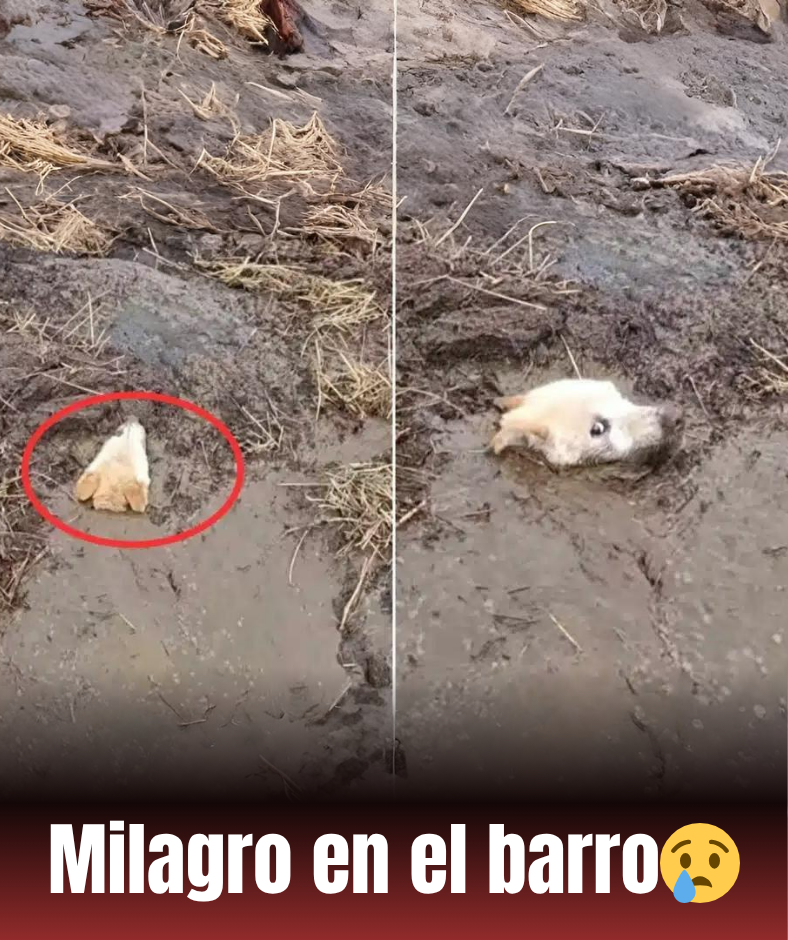 En medio del lodo, tras una fuerte lluvia, solo una pequeña cabeza emergía del espeso lodo. Nadie esperaba que fuera un perro aún vivo: temblando, respirando débilmente, con los ojos abiertos, pidiendo ayuda.MH