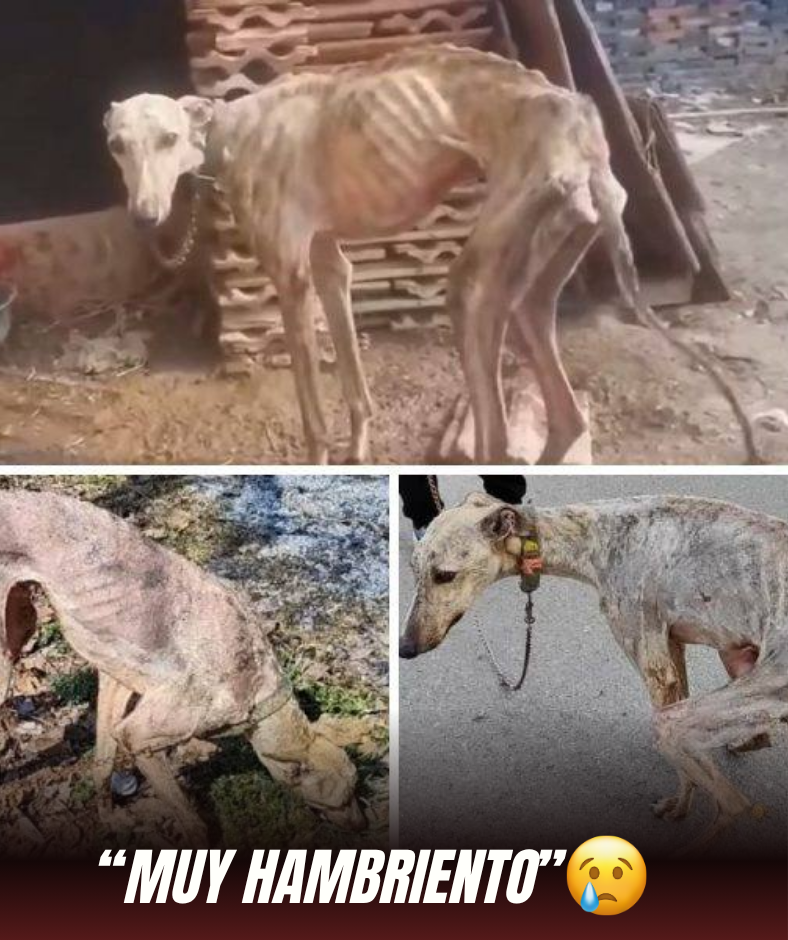 Con un cuerpo flaco y ojos tristes y desesperados… este pobre perro estuvo encadenado y abandonado, sin comer durante muchos días. Cada respiro es una lucha por sobrevivir. Pero en medio de esa cruel oscuridad, aún hay esperanza, porque hay corazones bondadosos que nunca dan la espalda al dolor de los pequeños animales.MH