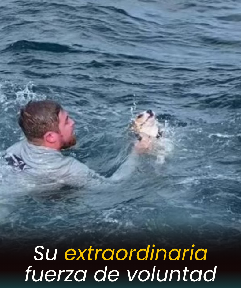 “¡Perdidos en el mar, salvados por la bondad!” — Un grupo de amigos rescata a un perro que nadaba solo en la costa de Florida tras caerse de un barco. Un reencuentro conmovedor que derrite millones de corazones.MH