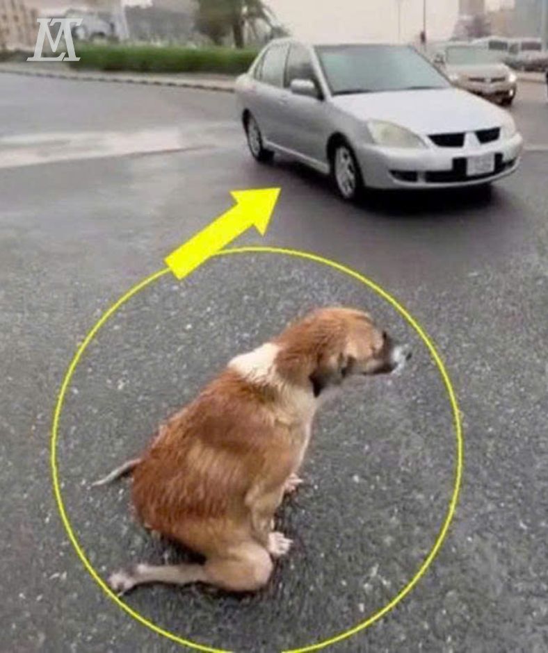 Superando la adversidad: El espíritu inquebrantable de Indra y el viaje de sus cachorros hacia la alegría y la esperanza .Tm