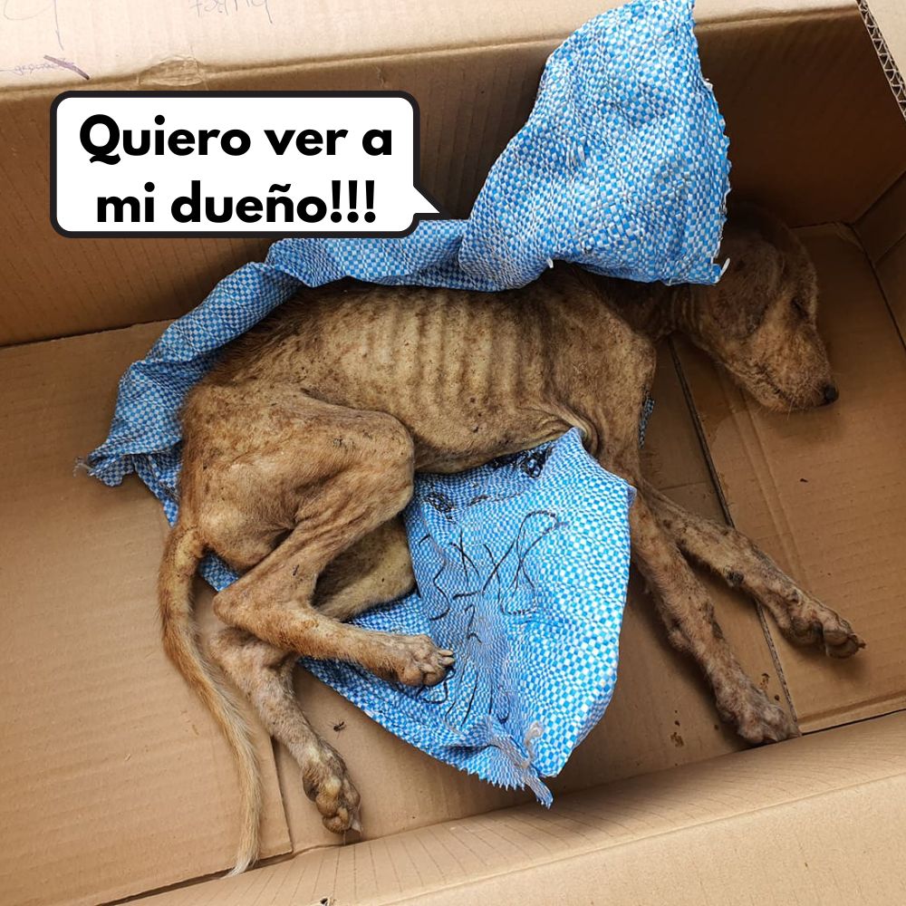 Tragedia en Indonesia: Un perro perdido queda al borde de la muerte tras ser brutalmente pisoteado en una protesta .Vl