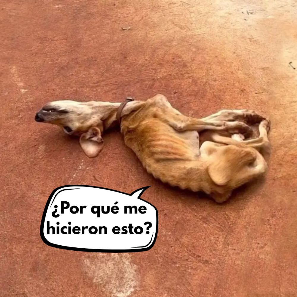 Horror en las calles: un perro fue abusado y arrojado a un basurero .Vl