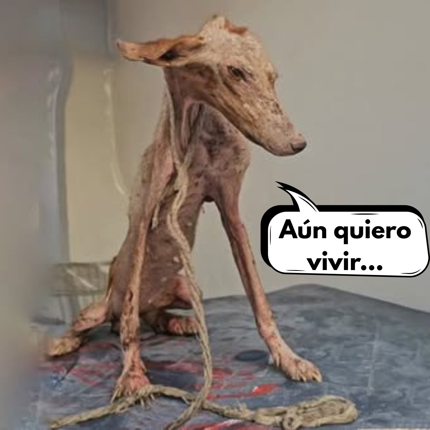 Perro brutalmente maltratado por el novio de su dueña solo por ladrar demasiado .Vl