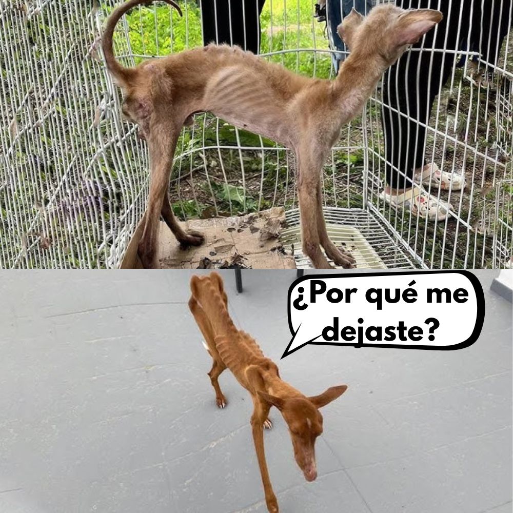 Tragedia Canina: Hombre Confía su Perro a un Amigo, Regresa 5 Meses Después y lo Encuentra en Estado Crítico .Vl