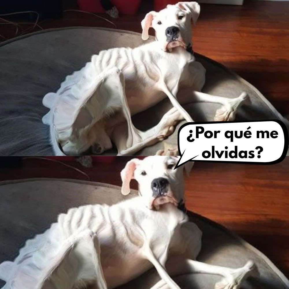 Olvidado por Amor: Perro Encerrado un Año Entero en un Ático por los Celos de la Novia del Dueño .Vl