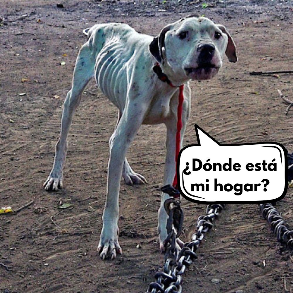 El Perro que Perdió su Hogar: Sobrevive al Hambre tras la Muerte de su Dueño en un Tiroteo .Vl