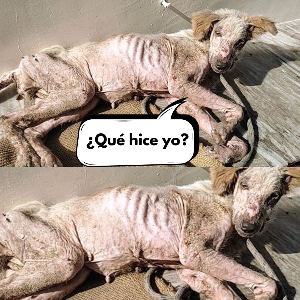 Un perro sometido a maltrato extremo: golpes, torturas y abusos .Vl