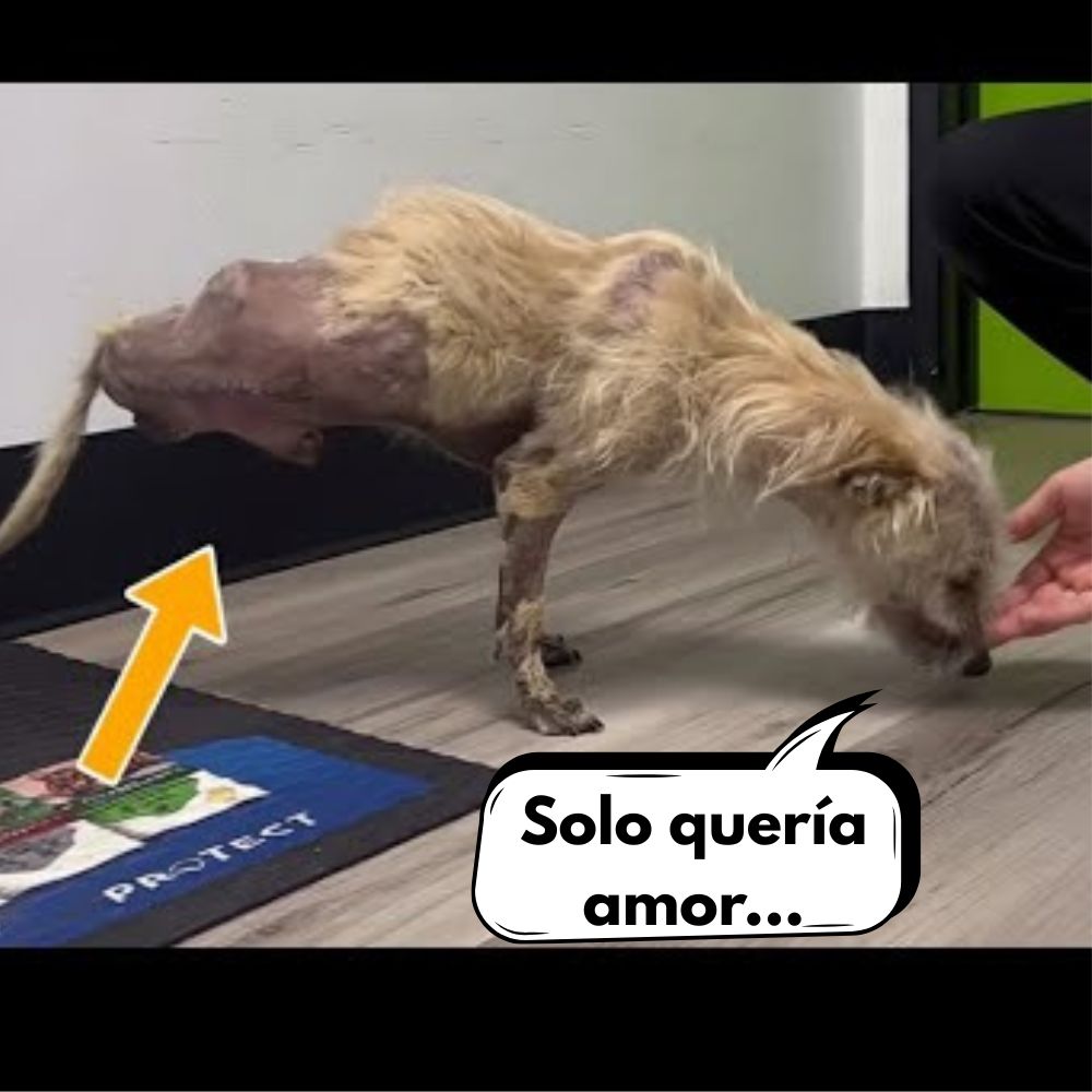 Noticia: La cruel historia de un perro abandonado y maltratado por su propio dueño .Vl