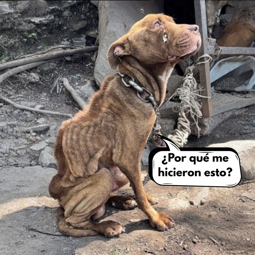 El perro fue abandonado por su dueño en un terreno desolado, encadenado con un pesado collar de hierro oxidado — el hambre y el sufrimiento lo rodeaban, pero nadie volvió a mirar. Como si el mundo ya no tuviera lugar para él… Vl