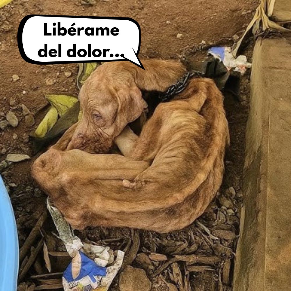 HORROR ANIMAL: Un perro encadenado desde los 5 años sobrevive al hambre y la sed alimentándose solo de insectos .Vl