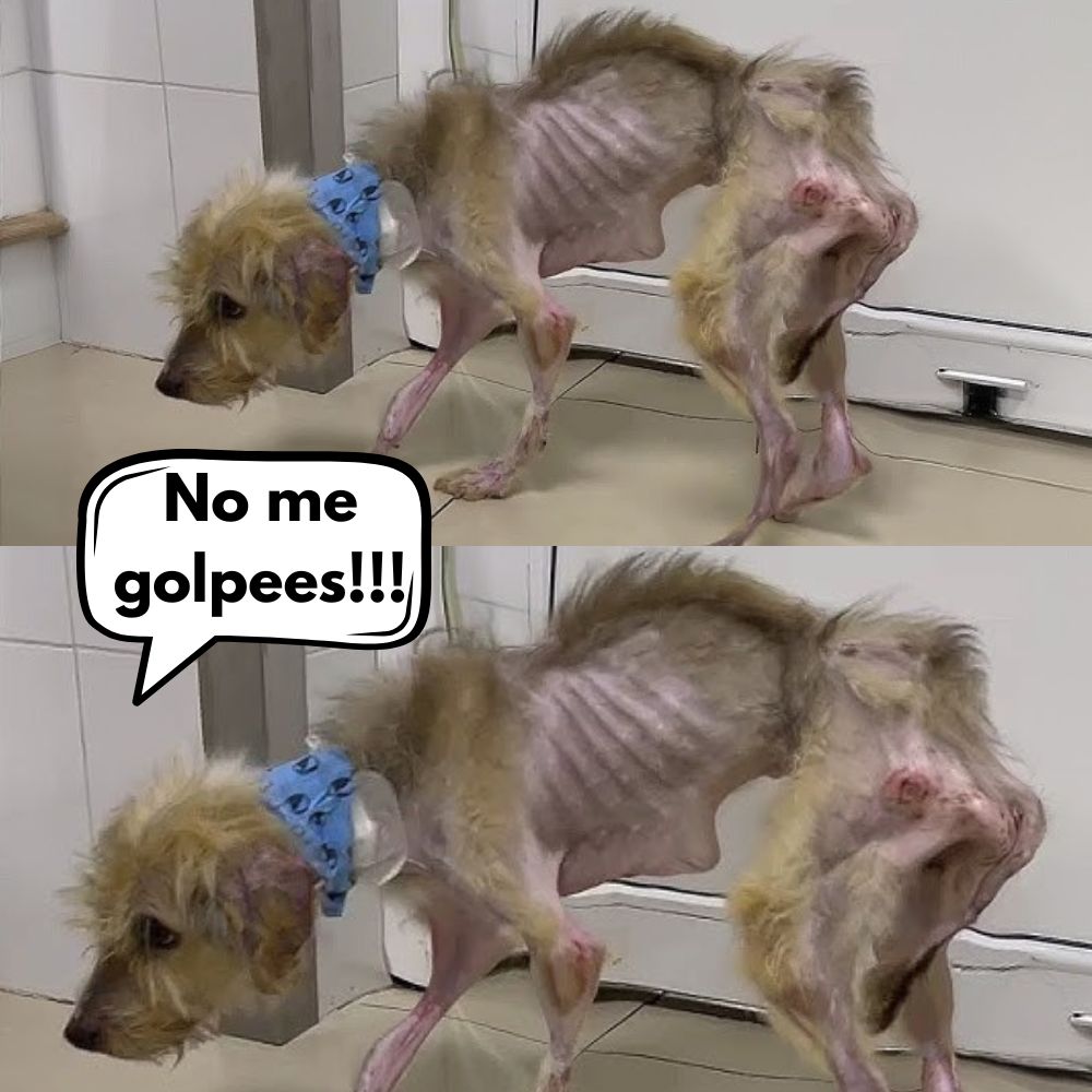 HORROR Y CRUELDAD: El perro que olvidó el sabor de la comida tras meses de hambre y golpes .Vl