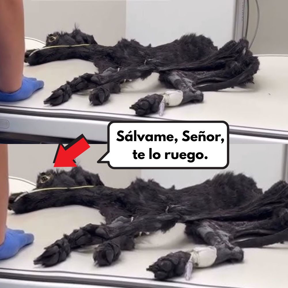 Horror en el basurero: un perro encontrado dentro de una bolsa negra sellada, a punto de ser quemado vivo .Vl