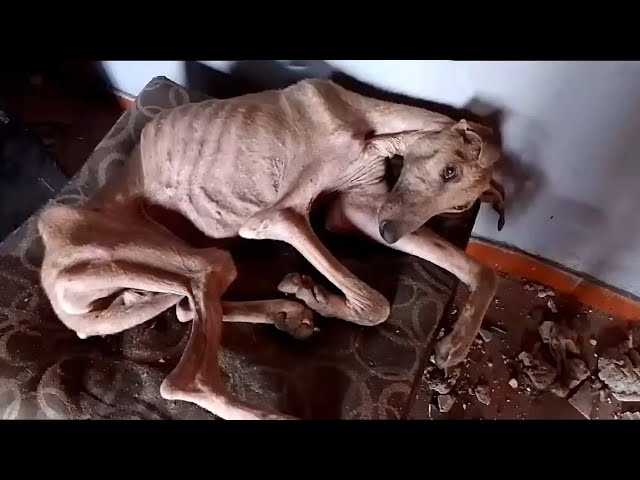 HORROR EN EL ABANDONO: Perro encontrado en una casa abandonada con huesos rotos y menos de 3 kilos de peso .Vl