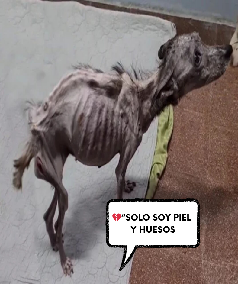 En medio de la fría habitación, el flaco perro aún intentaba ponerse de pie, con sus grandes ojos brillando con una frágil esperanza. Ya no tenía fuerzas para ladrar, pero en su mirada aún se veía un silencioso grito de auxilio: «Por favor, no me abandonen otra vez…MH